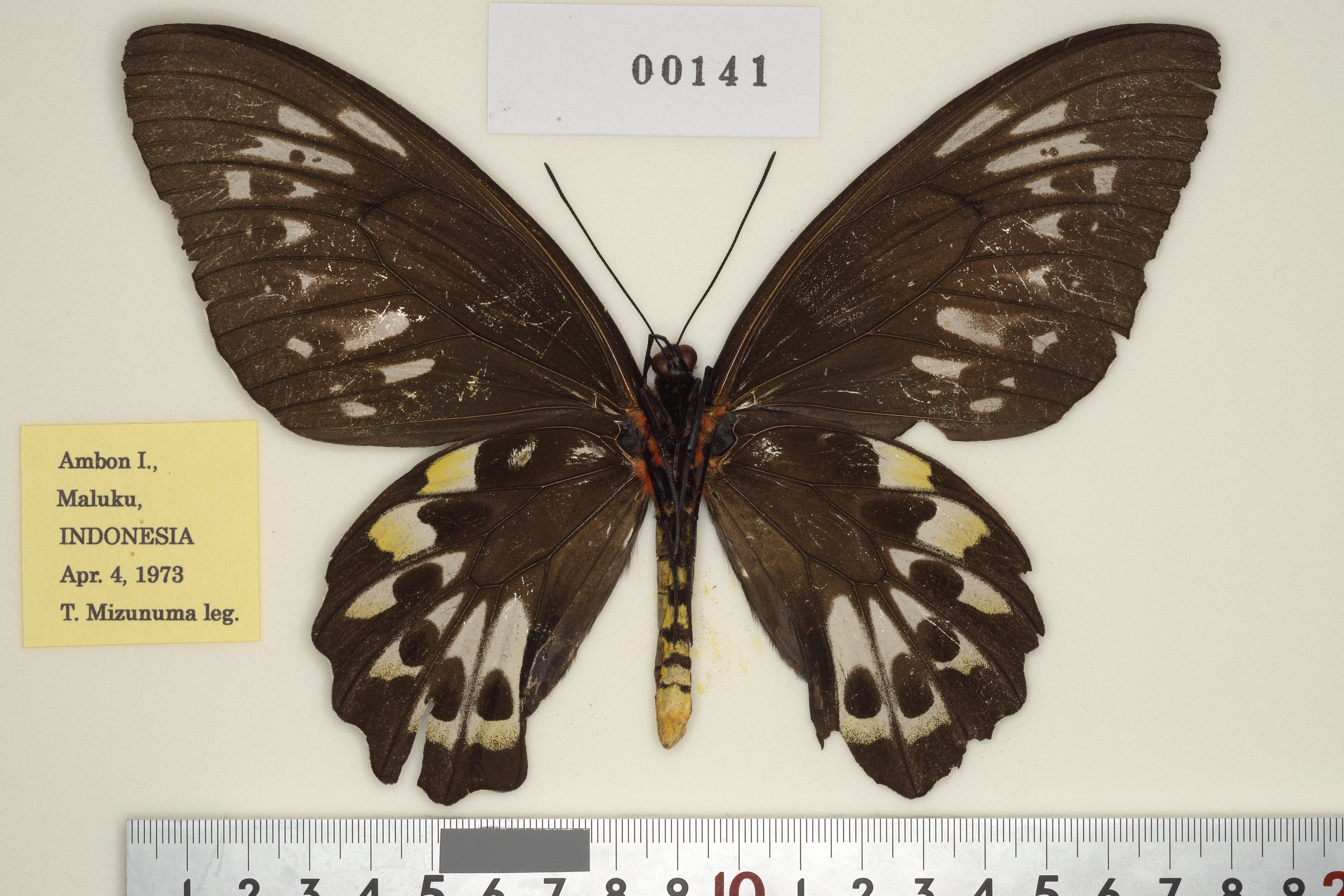 Ornithoptera priamus ♂♀ 標本 Yahoo!オークション - 蝶 標本 メガネトリバネアゲハ kasandra